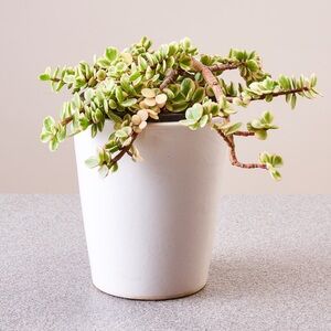 Matte White Planter Pot